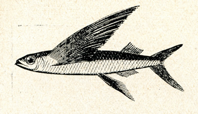 flying-fish-feature-image