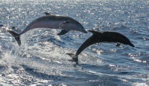 dolphins-in-the-atlantic ARC 2019