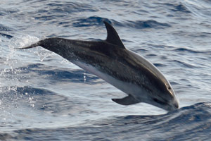 ARC 2016 – Day 6 – Squalls, More Dolphins and Squalls