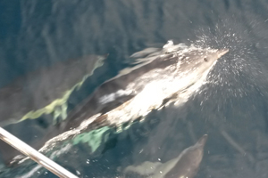 From Bjork to a Tinned Sweetcorn Mutiny –  Just Crossing the Atlantic