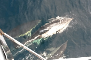 Day 5  After The Bay Of Biscay Comes The Dolphin Reward