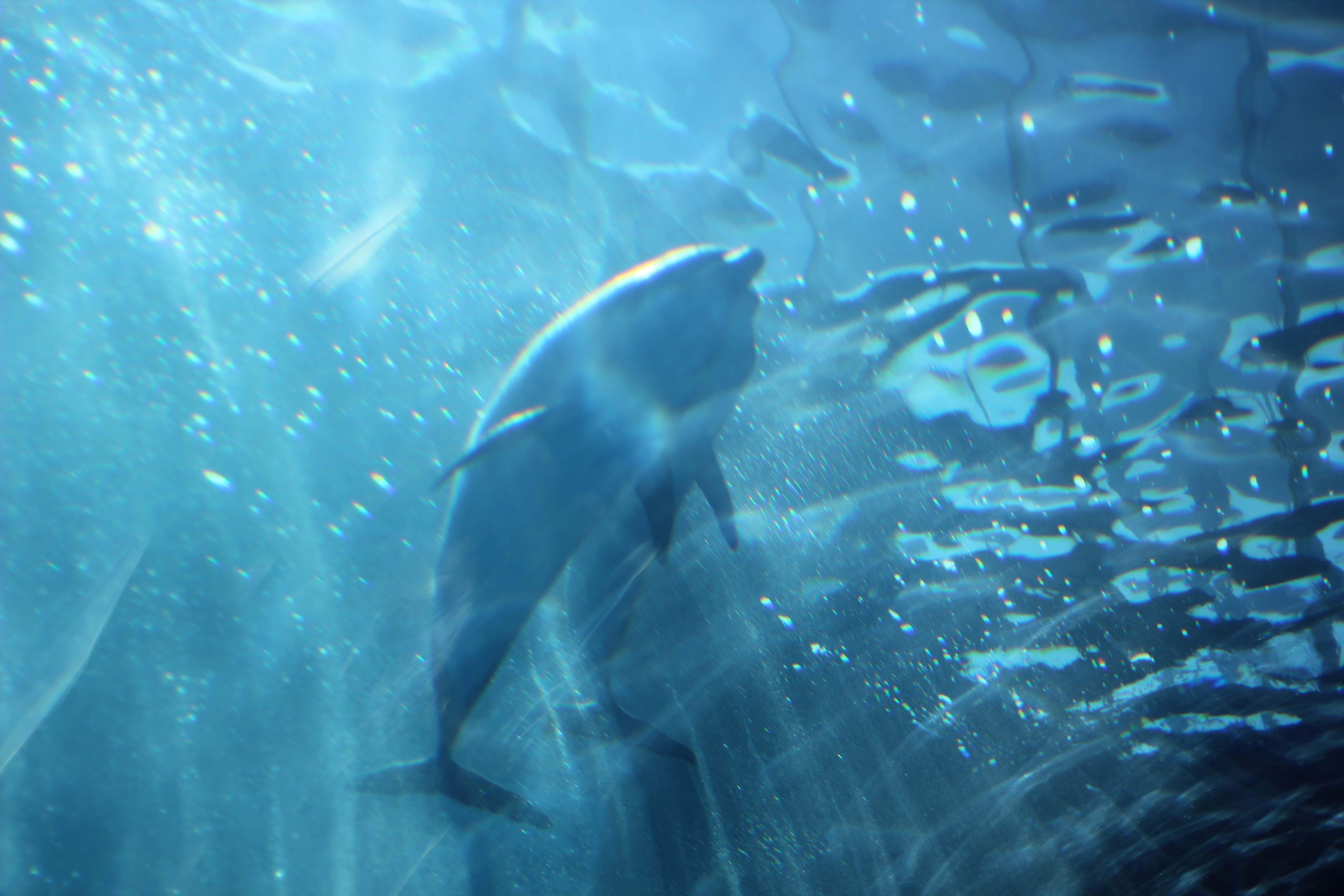 Electric Glowing Dolphins