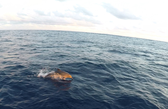 Magical Dolphins Magical Dolphins