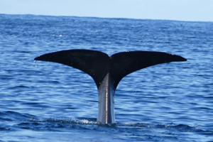 There She Blows! Santosa’s Crew Experience A Whale