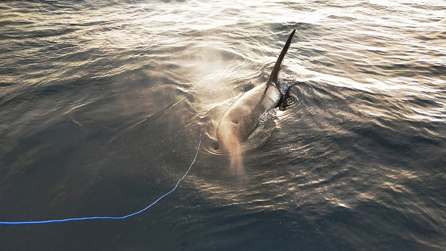 Can You Hear Us Calling On The Hydrophone? (video)