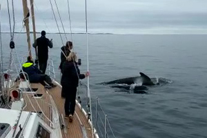 A Whale Of A Time With The Arctic Swim Club