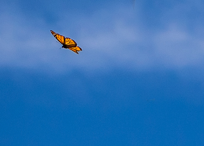 butterfly-against-a-sky butterfly against a sky