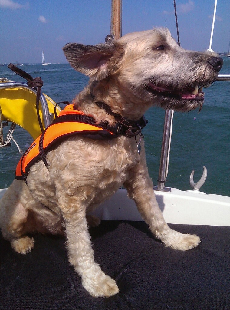 Taking your Dog Sailing